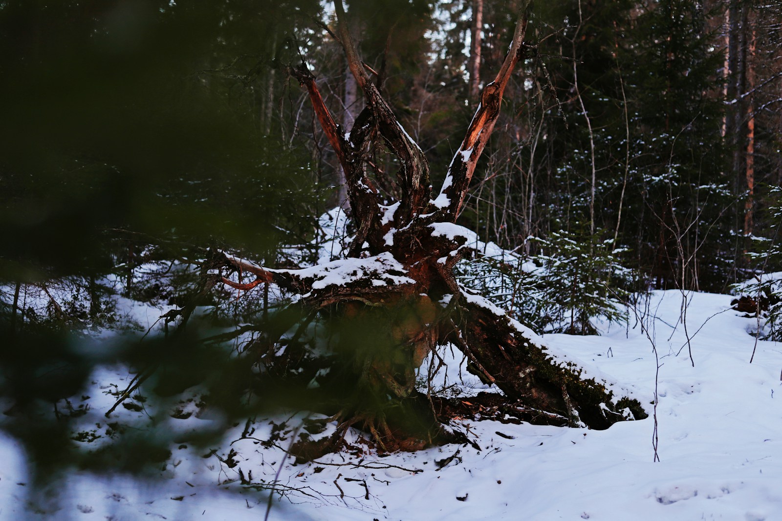 Luontoretkeily lähellä – suomalaiset kansallispuistot ja reitit